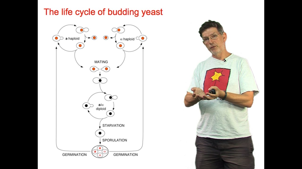 Andrew Murray (Harvard) Part 1: Yeast Sex: An Introduction - YouTube