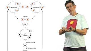 Andrew Murray (Harvard) Part 1: Yeast Sex: An Introduction