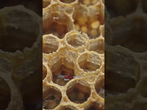 Bees Don't Actually Build Hexagons. Physics Does