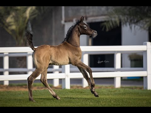 Tajweed Al Waab x Majeeda Al Waab Colt
