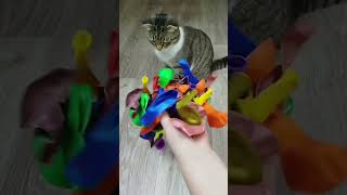 Cats 🤗 Barsik ❤ Marbles 🌈 Reverse Video ASMR