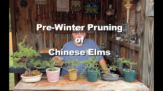 Pre Winter Elm Pruning