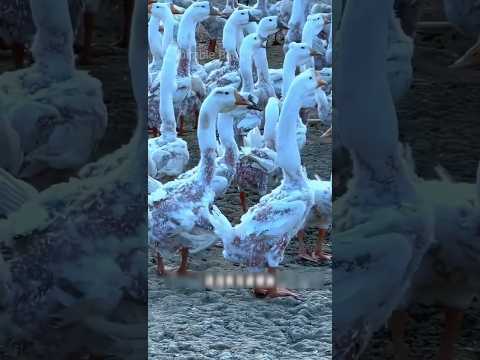 এই খামারটি মাংস বিক্রি না করেই লক্ষ লক্ষ উৎপাদন করে