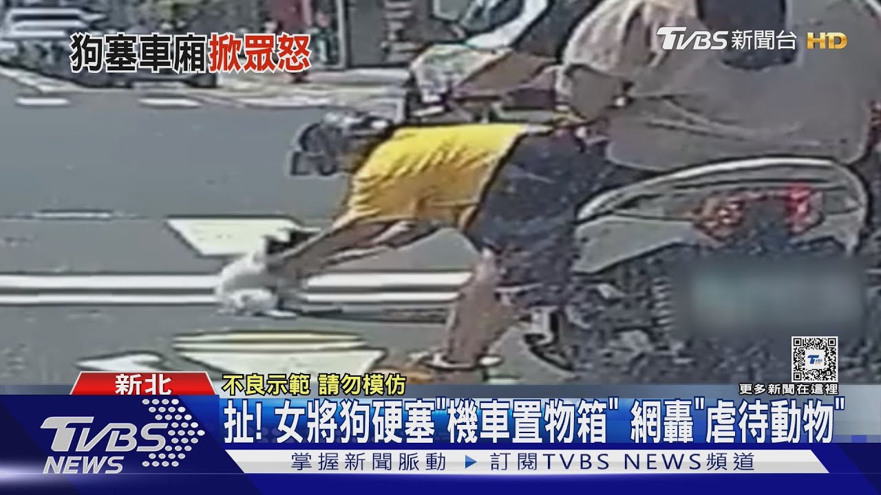 扯！女將狗硬塞「機車置物箱」網轟「虐待動物」