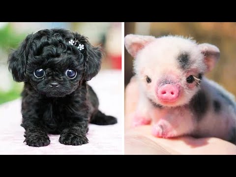 AWW Animals SOO Cute! Cute baby animals Videos Compilation Funniest and Cutest moment of animals #1