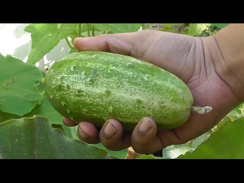 Growing Gourds Part 2 of 5 - Cucumbers