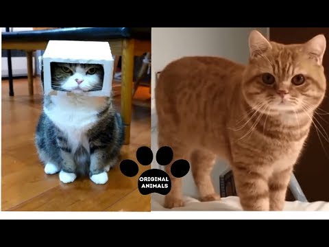 Original Animals #22. CUTE AND FUNNY ANIMALS VIDEO/ МИЛЫЕ И СМЕШНЫЕ ЖИВОТНЫЕ.