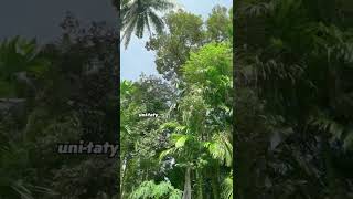 Download lagu Belah duren #shorts mp3