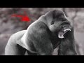 El Impactante Experimento con un Gorila