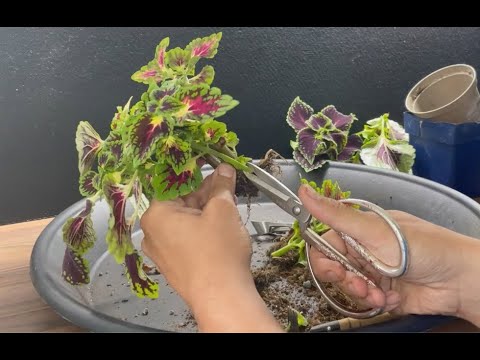 Omplantering och beskärning av Nr 17, palettblad, 2025 - Zedit Bonsai Norden