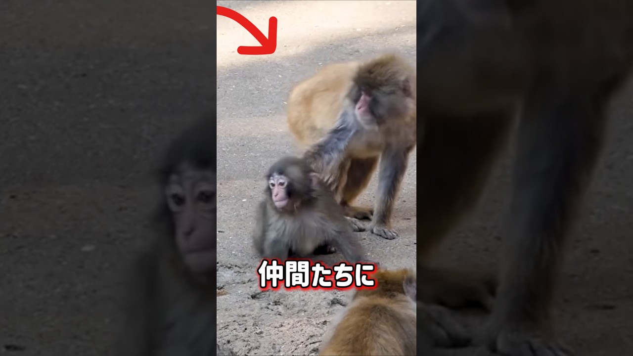 いじめに負けず頑張っているパンチ