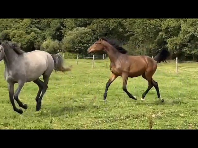 Casallo Z  belle pouliche