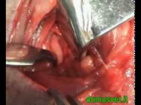 Osteocondrosi della toracico e vertigini Cavallo fetlock