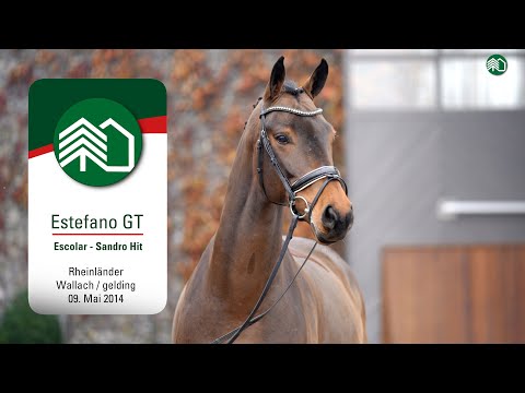 Gestüt Tannenhof’s Christmas Auction: Estefano GT Wallach v. Escolar - Sandro Hit