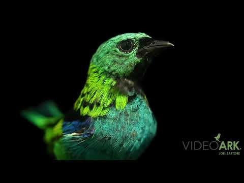 Tangara blyšťavá (Tangara seledon) — video o speve a chove