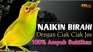 Download lagu CIAK CIAK JOSS KECIAL KUNING AMPUH||PANCINGAN KECIAL MALAS BUNYI|| mp3 Download lagu CIAK CIAK JOSS KECIAL KUNING AMPUH||PANCINGAN KECIAL MALAS BUNYI|| mp3