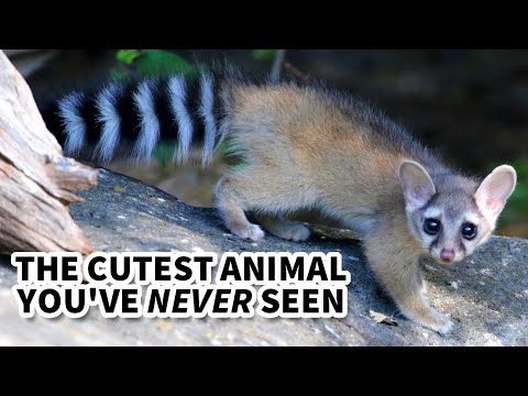 Ringtail Facts: the ANIMAL You'll NEVER SEE 🦝 Animal Fact Files