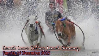 Download lagu Tarenen Pacu Jawi Jumat 19 Desember 2025 Sawah Luwo Padang Laweh Binuang mp3