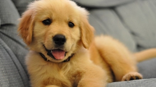 Golden Retriever Puppies Compilation NEW