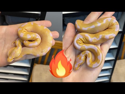 Crazy grail combo's-RFC Weekly update