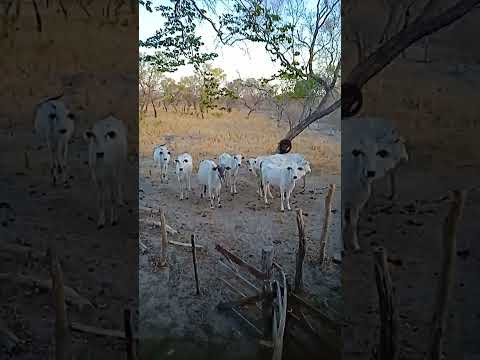 Faz Caraíbas                   Jerumenha Piauí