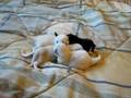 Kitten TV Second Season Disc One