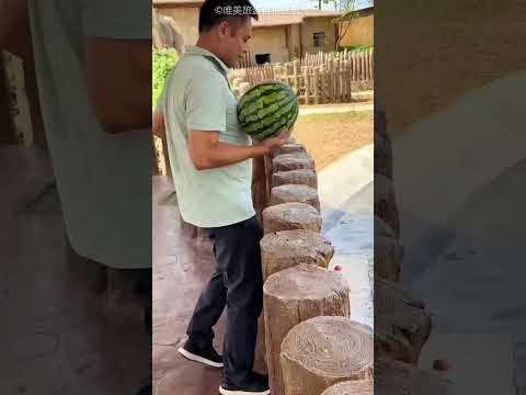 **فرس النهر المشاغب حصل على مفاجأة بطيخ 🍉😍** #القرآن #ماوراءيات #اكسبلور #هيسطوريا #قصة