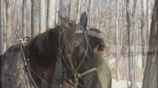 preview picture of video 'Horse Logging with Sarah and Eric'
