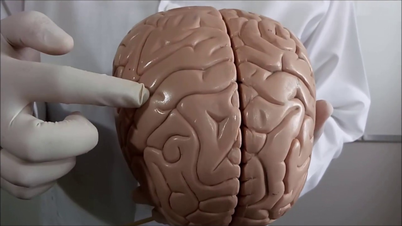 Neuroanatomia - Funções dos Giros e Lobos do Cérebro