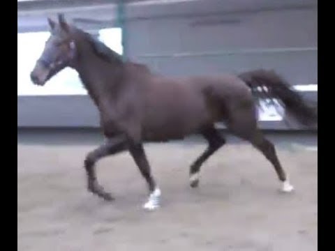 2014 Stute von BORDEAUX zu kleinem Preis !  www.sporthorses-online.com