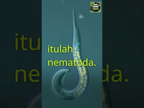 , title : 'parasit tanaman | nematoda'