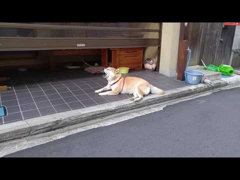 The singing dog of Yoshino, Chiro. 吉野の歌っている犬、 チロちゃん。