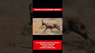 Uso montagem nos vídeos?