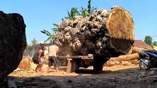 Taming the Giant‼️Super Jumbo Trembesi Log Saw at the Sawmill