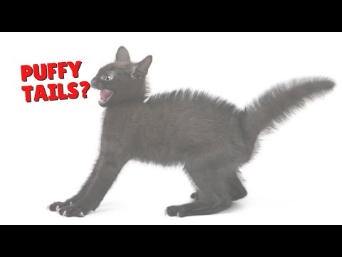 Why Cats Get Puffy Tails | Two Crazy Cat Ladies