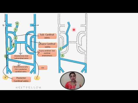 Anatomy Development of Inferior vena cava concept for NEETPG,FMGE,INICET,NEXT.