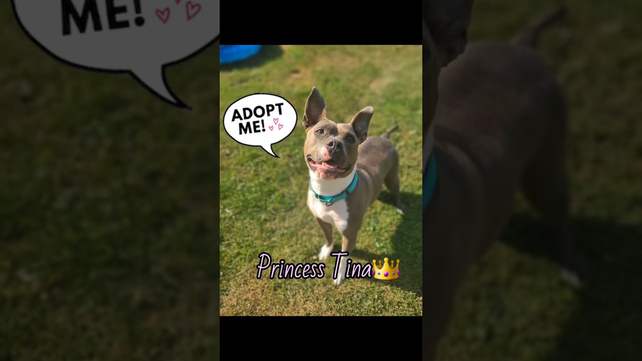 Princess, a Adoptable American Staffordshire Terrier in Northville, MI video 6/6