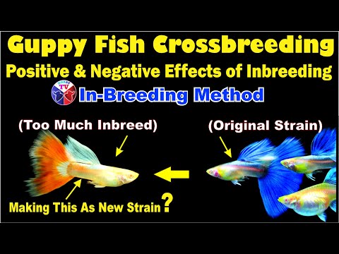 Guppy Fish Crossbreeding | Positive & Negative Effects of In Breeding