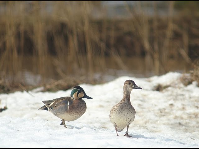 「冬鳥が宿るまち」