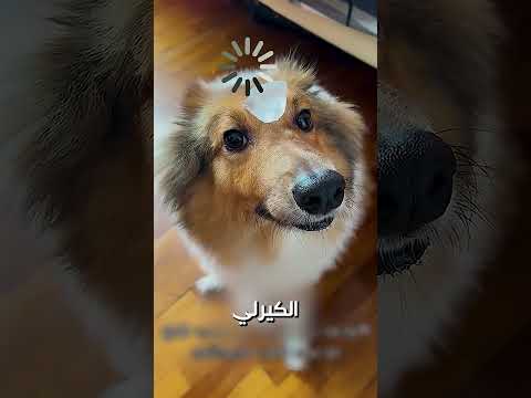 مين اكتر كلب هيتعصب🐶