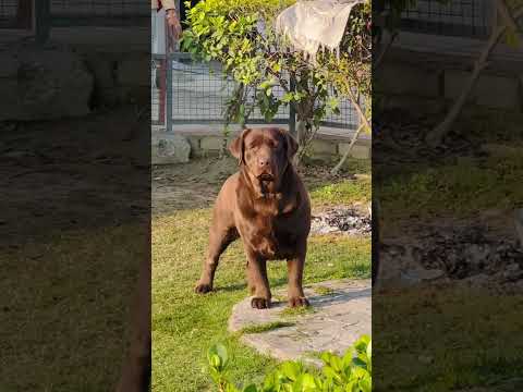 Noora choco hunk #dog #labrador #love #chocolove #puppy #viral #lablovers #doglover #trendingshorts