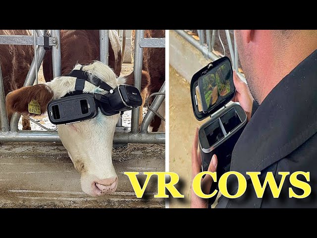 YouTube video preview