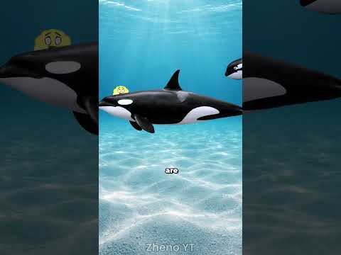 Animals That Mourns Like Humans