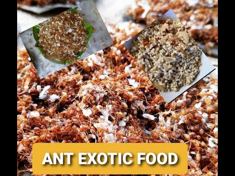 EXOTIC FOOD   ITLOG NG LANGGAM   OR ILOKANO ABUOS