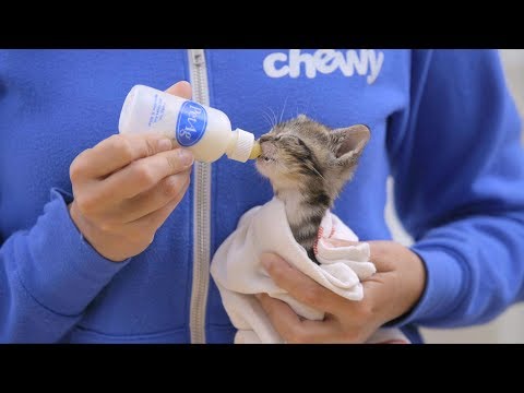 PetAg Nursing Supplements For Cats | Chewy