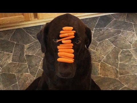 หมากับแมว