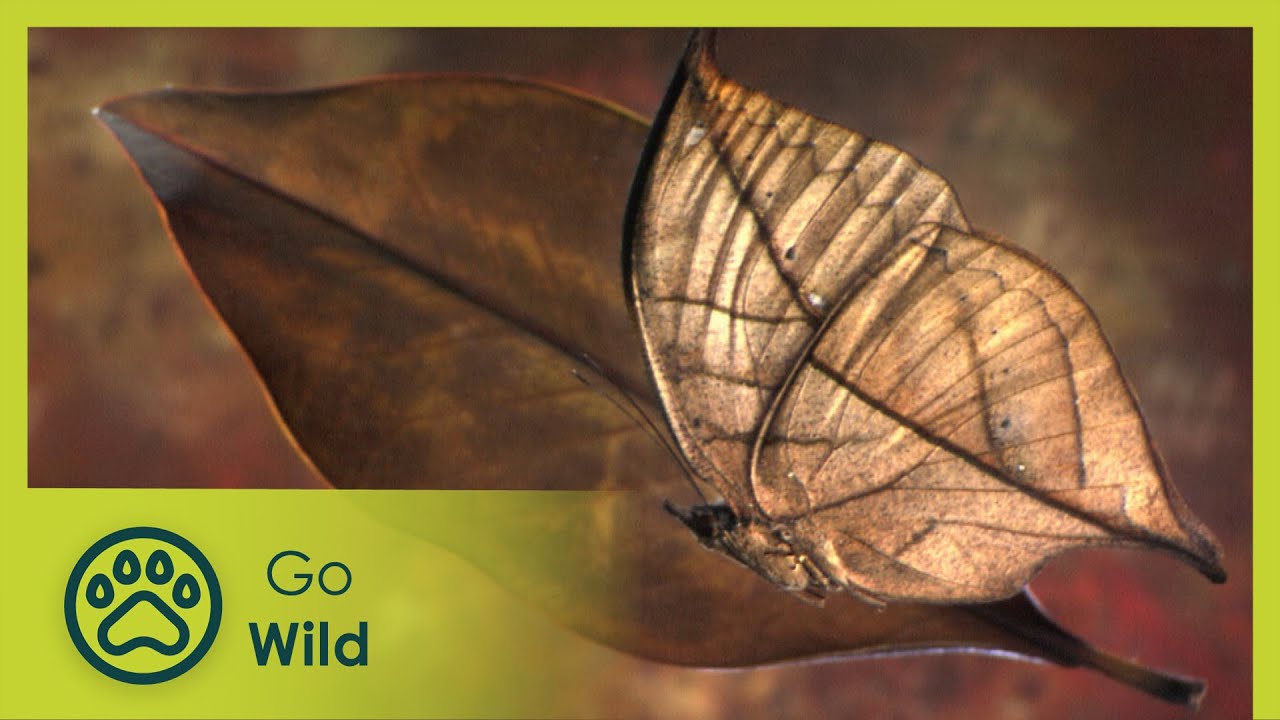 A Look Stalks You - Unusual World 1/3 - Go Wild