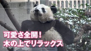 2019/1/13木の上でリラックス♪可愛さ全開のシャンシャン^^