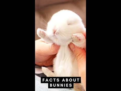 , title : 'Interesting facts about bunnies #Shorts'