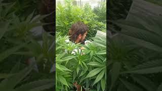 ganja gun 🔫 relaxed for moment 🍁